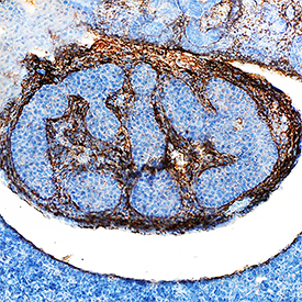  beta IG-H3 was detected in immersion fixed frozen sections of mouse embryo (13 d.p.c.) using Sheep Anti-Mouse  beta IG-H3 Antigen Affinity-purified Polyclonal Antibody (Catalog # AF2559) at 5 µg/mL overnight at 4 °C. Tissue was stained using the Anti-Goat HRP-DAB Cell & Tissue Staining Kit (brown; Catalog # CTS008) and counterstained with hematoxylin (blue). Specific staining was localized to developing duodenum. View our protocol for Chromogenic IHC Staining of Frozen Tissue Sections.