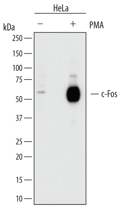 Western blot shows lysates of HeLa human cervical epithelial carcinoma cell line untreated (-) or treated (+) with 200 nM PMA for 4 hours. PVDF membrane was probed with 0.2 µg/mL of Sheep Anti-Human c-Fos Antigen Affinity-purified Polyclonal Antibody (Catalog # AF7254) followed by HRP-conjugated Anti-Sheep IgG Secondary Antibody (Catalog # HAF016). A specific band was detected for c-Fos at approximately 62 kDa (as indicated). This experiment was conducted under reducing conditions and using Immunoblot Buffer Group 1.