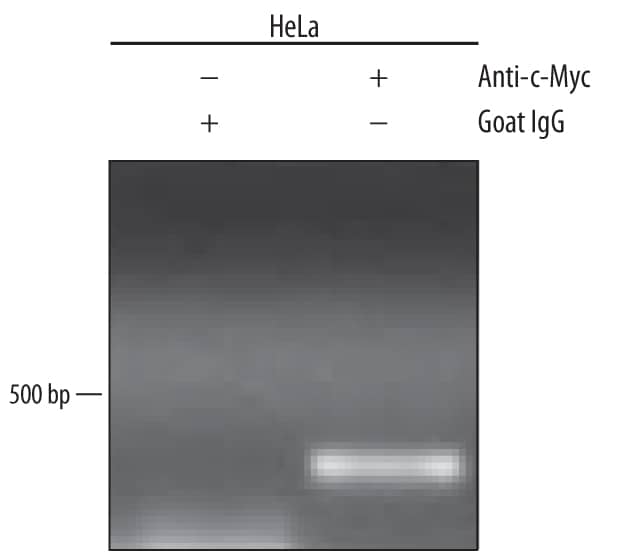HeLa human cervical epithelial carcinoma cell line was fixed using formaldehyde, resuspended in lysis buffer, and sonicated to shear chromatin. c-Myc/DNA complexes were immunoprecipitated using 5 µg Goat Anti-Human/Mouse c-Myc Antigen Affinity-purified Polyclonal Antibody (Catalog # AF3696) or control antibody (Catalog # AB-108-C) for 15 minutes in an ultrasonic bath, followed by Biotinylated Anti-Goat IgG Secondary Antibody (Catalog # BAF109). Immunocomplexes were captured using 50 µL of MagCellect Streptavidin Ferrofluid (Catalog # MAG999) and DNA was purified using chelating resin solution. Thep21promoter was detected by standard PCR.