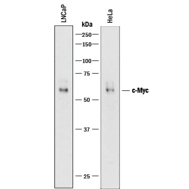 Western blot shows lysates of LNCaP human prostate cancer cell line and HeLa human cervical epithelial carcinoma cell line. PVDF membrane was probed with 0.5 µg/mL of Goat Anti-Human/Mouse c-Myc Antigen Affinity-purified Polyclonal Antibody (Catalog # AF3696) followed by HRP-conjugated Anti-Goat IgG Secondary Antibody (Catalog # HAF017). A specific band was detected for c-Myc at approximately 56 kDa (as indicated). This experiment was conducted under reducing conditions and using Immunoblot Buffer Group 1.