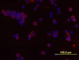 c‑Rel was detected in immersion fixed mouse splenocytes using 10 &micro;g/mL Mouse c‑Rel Biotinylated Monoclonal Antibody (Catalog # BAM2699) for 3 hours at room temperature. Cells were stained with the NorthernLights&trade; 557-conjugated Streptavidin (red; Catalog # NL999) and counterstained with DAPI (blue). View our protocol for Fluorescent ICC Staining of Non-adherent Cells.