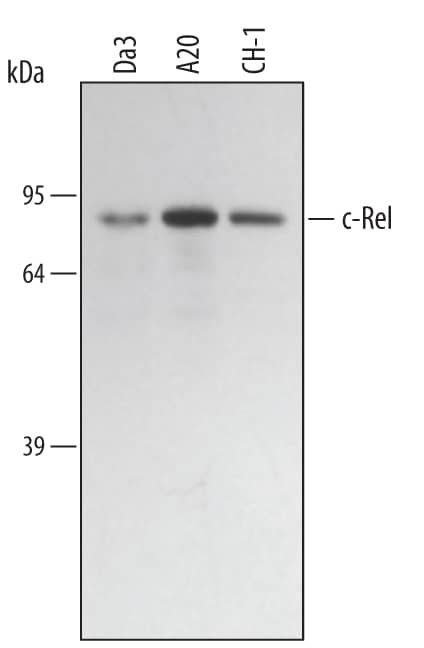 Western blot shows lysates of DA3 mouse myeloma cell line, A20 mouse B cell lymphoma cell line, and CH-1 mouse B cell lymphoma cell line. PVDF membrane was probed with 0.5 µg/mL of Mouse c-Rel Monoclonal Antibody (Catalog # MAB2699) followed by HRP-conjugated Anti-Rat IgG Secondary Antibody (Catalog # HAF005). A specific band was detected for c-Rel at approximately 80 kDa (as indicated). This experiment was conducted under reducing conditions and using Immunoblot Buffer Group 2.