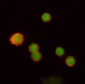 c-Rel was detected in immersion fixed human peripheral blood mononuclear cells (PBMCs) using 15 µg/mL Rat Anti-Human c-Rel Monoclonal Antibody (Catalog # MAB4606) for 3 hours at room temperature. Cells were stained with the NorthernLights™ 557-conjugated Anti-Rat IgG Secondary Antibody (red; Catalog # NL013) and counterstained with nuclear stain (green). View our protocol for Fluorescent ICC Staining of Non-adherent Cells.