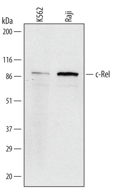 Western blot shows lysates of K562 human chronic myelogenous leukemia cell line and Raji human Burkitt's lymphoma cell line. PVDF membrane was probed with 0.1 µg/mL of Rat Anti-Human c-Rel Monoclonal Antibody (Catalog # MAB4606) followed by HRP-conjugated Anti-Rat IgG Secondary Antibody (Catalog # HAF005). A specific band was detected for c-Rel at approximately 90 kDa (as indicated). This experiment was conducted under reducing conditions and using Immunoblot Buffer Group 1.