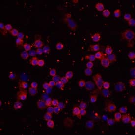 cAMP was detected in immersion fixed human peripheral blood mononuclear cells (PBMCs) using 10 µg/mL Mouse Anti-cAMP Monoclonal Antibody (Catalog # MAB2146) for 3 hours at room temperature. Cells were stained with the NorthernLights™ 557-conjugated Anti-Mouse IgG Secondary Antibody (red; Catalog # NL007) and counterstained with DAPI (blue). View our protocol for Fluorescent ICC Staining of Non-adherent Cells.