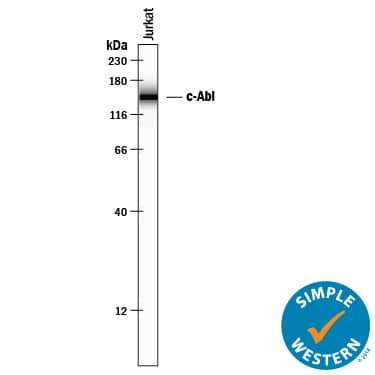 Simple Western c-Abl Antibody [Unconjugated]