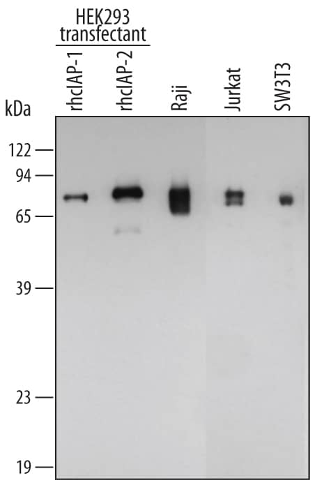 Western blot shows lysates of HEK293 human embryonic kidney cell line transfected with human cIAP-1 or human cIAP-2. PVDF membrane was probed with 0.5 µg/mL Mouse Anti-Human/Mouse cIAP Pan-specific Monoclonal Antibody (Catalog # MAB3400) followed by HRP-conjugated Anti-Mouse IgG Secondary Antibody (Catalog # HAF007). For additional reference, lysates of Raji human Burkitt's lymphoma cell line, Jurkat human acute T cell leukemia cell line, and SW3T3 mouse contact inhibited fibroblast cell line were included. Specific bands for cIAP-1 and cIAP-2 were detected at approximately 80 kDa (as indicated). This experiment was conducted under reducing conditions and using Immunoblot Buffer Group 2.
