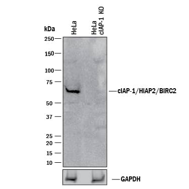 Knockout Validated cIAP-1/HIAP-2 Antibody [Unconjugated]