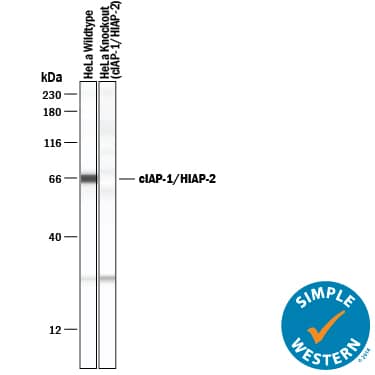 Knockout Validated cIAP-1/HIAP-2 Antibody [Unconjugated]