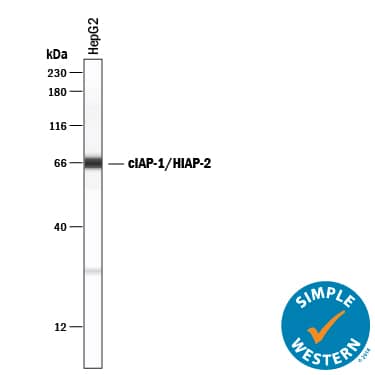Simple Western cIAP-1/HIAP-2 Antibody [Unconjugated]