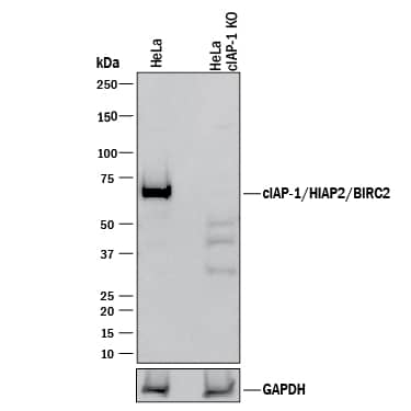 Knockout Validated cIAP-1/HIAP-2 Antibody (681732) [Unconjugated]