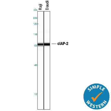 Simple Western cIAP-2/HIAP-1 Antibody [Unconjugated]