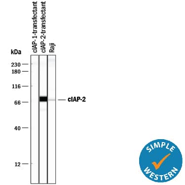 Simple Western lane view shows lysates of HEK293 human embryonic kidney cell line transfected with either cIAP-1 or cIAP-2 and Raji human Burkitt's lymphoma cell line, loaded at 0.2 mg/mL. A specific band was detected for cIAP‑2/HIAP‑1 at approximately 74 kDa (as indicated) using 10 µg/mL of Mouse Anti-Human/Mouse cIAP‑2/HIAP‑1 Monoclonal Antibody (Catalog # MAB817). This experiment was conducted under reducing conditions and using the 12-230 kDa separation system.