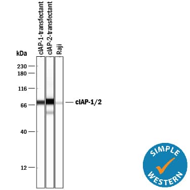 Simple Western lane view shows lysates of HEK293 human embryonic kidney cell line transfected with either cIAP-1 or cIAP-2 and Raji human Burkitt's lymphoma cell line, loaded at 0.2 mg/mL. A specific band was detected for cIAP-1 and cIAP-2 at approximately 73 kDa (as indicated) using 10 µg/mL of Mouse Anti-Human/Mouse cIAP Pan-specific Monoclonal Antibody (Catalog # MAB3400). This experiment was conducted under reducing conditions and using the 12-230 kDa separation system.
