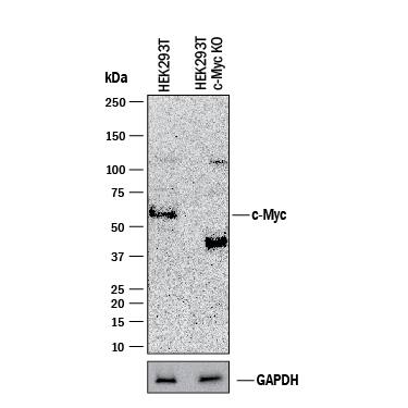 <b>Genetic Strategies Validation. </b>Western blot shows lysates of HEK293T human embryonic kidney parental cell line and c-Myc knockout HEK293T cell line (KO). PVDF membrane was probed with 0.5 µg/mL of Goat Anti-Human/Mouse c-Myc Antigen Affinity-purified Polyclonal Antibody (Catalog # AF3696) followed by HRP-conjugated Anti-Goat IgG Secondary Antibody (Catalog # HAF017). A specific band was detected for c-Myc at approximately 52 kDa (as indicated) in the parental HEK293T cell line, but is not detectable in knockout HEK293T cell line. GAPDH (Catalog # AF5718) is shown as a loading control. This experiment was conducted under reducing conditions and using Immunoblot Buffer Group 1.