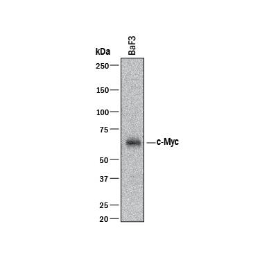 Western blot shows lysates of BaF3 mouse pro-B cell line. PVDF membrane was probed with 0.5 µg/mL of Goat Anti-Human/Mouse c-Myc Antigen Affinity-purified Polyclonal Antibody (Catalog # AF3696) followed by HRP-conjugated Anti-Goat IgG Secondary Antibody (Catalog # HAF017). A specific band was detected for c-Myc at approximately 56 kDa (as indicated). This experiment was conducted under reducing conditions and using Immunoblot Buffer Group 1.
