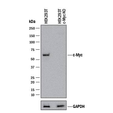 <b>Genetic Strategies Validation. </b>Western blot shows lysates of HEK293T human embryonic kidney parental cell line and c-Myc knockout HEK293T cell line (KO). PVDF membrane was probed with 1 µg/mL of Rabbit Anti-Human c-Myc Monoclonal Antibody (Catalog # MAB36961) followed by HRP-conjugated Anti-Rabbit IgG Secondary Antibody (Catalog # HAF008). A specific band was detected for c-Myc at approximately 62 kDa (as indicated) in the parental HEK293T cell line, but is not detectable in knockout HEK293T cell line. GAPDH (Catalog # MAB5718) is shown as a loading control. This experiment was conducted under reducing conditions and using Immunoblot Buffer Group 1.