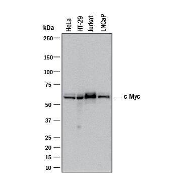 Western blot shows lysates of HeLa human cervical epithelial carcinoma cell line, HT-29 human colon adenocarcinoma cell line, Jurkat human acute T cell leukemia cell line, and LNCaP human prostate cancer cell line. PVDF membrane was probed with 1 µg/mL of Rabbit Anti-Human c-Myc Monoclonal Antibody (Catalog # MAB36961) followed by HRP-conjugated Anti-Rabbit IgG Secondary Antibody (Catalog # HAF008). A specific band was detected for c-Myc at approximately 62 kDa (as indicated). This experiment was conducted under reducing conditions and using Immunoblot Buffer Group 1.