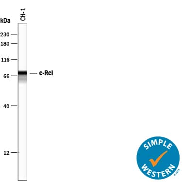 Simple Western c-Rel Antibody [Unconjugated]