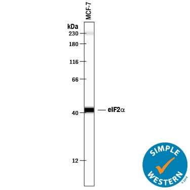 Simple Western lane view shows lysates of MCF-7 human breast cancer cell line, loaded at 0.2 mg/mL. A specific band was detected for eIF2a at approximately 42 kDa (as indicated) using 10 µg/mL of Goat Anti-Human eIF2a Antigen Affinity-purified Polyclonal Antibody (Catalog # AF3997) followed by 1:50 dilution of HRP-conjugated Anti-Goat IgG Secondary Antibody (Catalog # HAF109). This experiment was conducted under reducing conditions and using the 12-230 kDa separation system. Non-specific interaction with the 230 kDa Simple Western standard may be seen with this antibody.