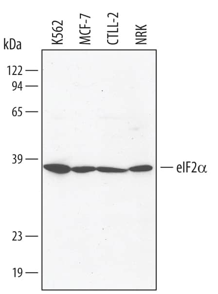 Western blot shows lysates of K562 human chronic myelogenous leukemia cell line, MCF-7 human breast cancer cell line, CTLL-2 mouse cytotoxic T cell line, and NRK rat normal kidney cell line. PVDF membrane was probed with 1 µg/mL of Goat Anti-Human eIF2a Antigen Affinity-purified Polyclonal Antibody (Catalog # AF3997) followed by HRP-conjugated Anti-Goat IgG Secondary Antibody (Catalog # HAF109). A specific band was detected for eIF2a at approximately 38 kDa (as indicated). This experiment was conducted under reducing conditions and using Immunoblot Buffer Group 1.
