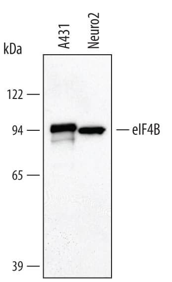Western blot shows lysates of A431 human epithelial carcinoma cell line and Neuro-2A mouse neuroblastoma cell line. PVDF membrane was probed with 0.5 µg/mL of Human eIF4B Antigen Affinity-purified Polyclonal Antibody (Catalog # AF3800) followed by HRP-conjugated Anti-Goat IgG Secondary Antibody (Catalog # HAF109). A specific band was detected for eIF4B at approximately 90 kDa (as indicated). This experiment was conducted under reducing conditions and using Immunoblot Buffer Group 1.