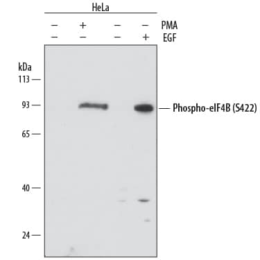 Western blot shows lysates of HeLa human cervical epithelial carcinoma cell line untreated (-) or treated (+) with 200 nM PMA for 20 minutes or 100 ng/mL Recombinant Human EGF (Catalog # 236-EG) for 5 minutes. PVDF membrane was probed with 1 µg/mL of Rat Anti-Human Phospho-eIF4B (S422) Monoclonal Antibody (Catalog # MAB3800) followed by HRP-conjugated Anti-Rat IgG Secondary Antibody (Catalog # HAF005). A specific band was detected for Phospho-eIF4B (S422) at approximately 93 kDa (as indicated). This experiment was conducted under reducing conditions and using Immunoblot Buffer Group 1.