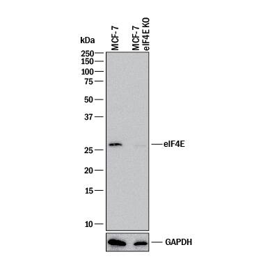 Western blot shows lysates of MCF-7 human breast cancer parental cell line and eIF4E knockout MCF-7 cell line (KO). PVDF membrane was probed with 0.5 µg/mL of Mouse Anti-Human/Mouse/Rat eIF4E Monoclonal Antibody (Catalog # MAB3228) followed by HRP-conjugated Anti-Mouse IgG Secondary Antibody (Catalog # HAF018). A specific band was detected for eIF4E at approximately 25 kDa (as indicated) in the parental MCF-7 cell line, but is not detectable in knockout MCF-7 cell line. GAPDH (Catalog # MAB5718) is shown as a loading control. This experiment was conducted under reducing conditions and using Immunoblot Buffer Group 1.