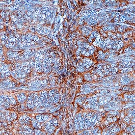Immunohistochemistry eIF5A Antibody [Unconjugated]