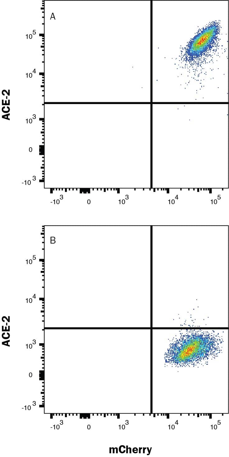 HEK293 human embryonic kidney cell line transfected with (A) human ACE-2 or (B) irrelevant protein, and mCherry was stained with Mouse anti-Human Alexa Fluor® 488-conjugated ACE-2 Monoclonal Antibody (Catalog # FAB9332G). Quadrant markers were set based on Mouse IgG2A Isotype Control (IC003G, data not shown). Staining was performed using our Staining Membrane-Associated Proteins protocol.