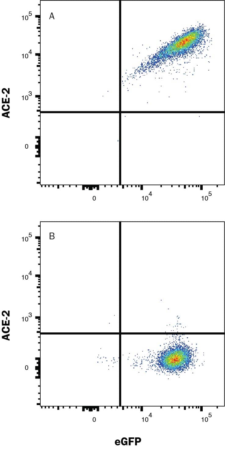 HEK293 human embryonic kidney cell line transfected with (A) human ACE-2 or (B) irrelevant protein, and eGFP was stained with Mouse anti-Human Alexa Fluor® 700-conjugated ACE-2 Monoclonal Antibody (Catalog # FAB9332N). Quadrant markers were set based on Mouse IgG2A Isotype Control (IC003N, data not shown). Staining was performed using our Staining Membrane-Associated Proteins protocol.