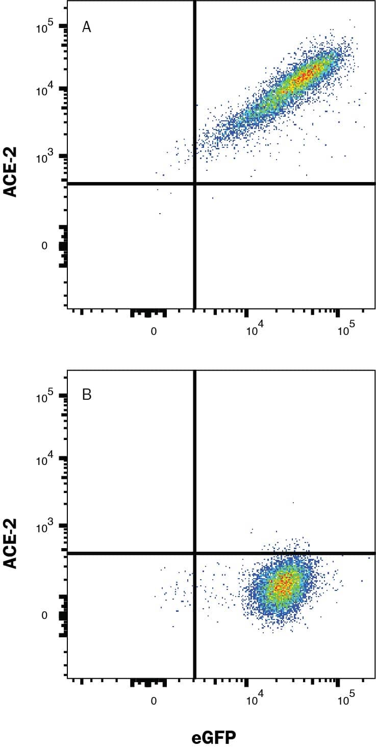 HEK293 human embryonic kidney cell line transfected with (A) human ACE-2 or (B) irrelevant protein, and eGFP was stained with Mouse anti-Human Alexa Fluor® 594-conjugated ACE-2 Monoclonal Antibody (Catalog # FAB9332T). Quadrant markers were set based on Mouse IgG2A Isotype Control (IC003T, data not shown). Staining was performed using our Staining Membrane-Associated Proteins protocol.