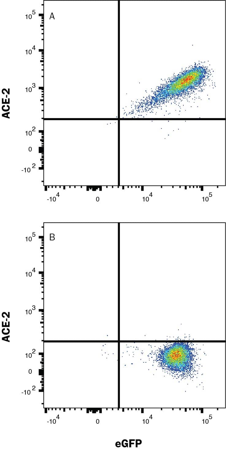 HEK293 human embryonic kidney cell line transfected with (A) human ACE-2 or (B) irrelevant protein, and eGFP was stained with Mouse anti-Human Alexa Fluor® 405-conjugated ACE-2 Monoclonal Antibody (Catalog # FAB9332V). Quadrant markers were set based on Mouse IgG2A Isotype Control (IC003V, data not shown). Staining was performed using our Staining Membrane-Associated Proteins protocol.