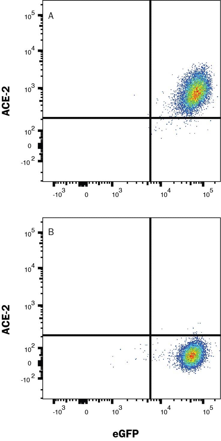 HEK293 human embryonic kidney cell line transfected with (A) human ACE-2 or (B) irrelevant protein, was stained with Goat anti-Human ACE-2 Alexa Fluor® 700-conjugated Affinity Purified Polyclonal Antibody (Catalog # FAB933N). Staining was performed using our Staining Membrane-Associate Proteins protocol.