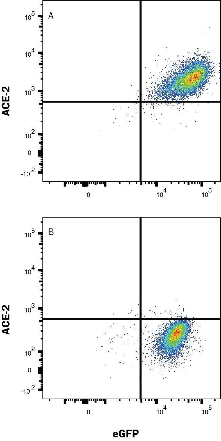 HEK293 human embryonic kidney cell line transfected with (A) human ACE-2 or (B) irrelevant protein, and eGFP was stained with Goat anti-Human Phycoerythrin-conjugated ACE-2 Polyclonal Antibody (Catalog # FAB933P). Quadrant markers were set based on Goat IgG Isotype Control (IC108P, data not shown). Staining was performed using our Staining Membrane-Associated Proteins protocol.