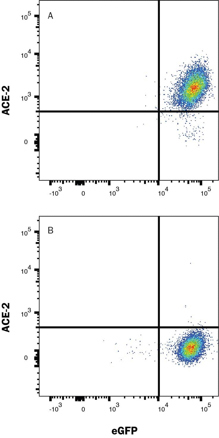 HEK293 human embryonic kidney cell line transfected with (A) human ACE-2 or (B) irrelevant protein, was stained with Goat anti-Human ACE-2 Alexa Fluor® 647-conjugated Affinity Purified Polyclonal Antibody (Catalog # FAB933R). Staining was performed using our Staining Membrane-Associate Proteins protocol.