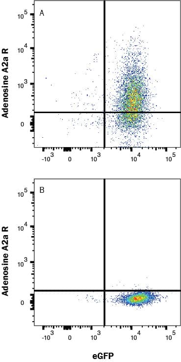 HEK293 human embryonic kidney cell line transfected with either (A) human Adenosine A2aR or (B) irrelevant transfectants and eGFP was stained with Mouse Anti-Human Adora A2R Alexa Fluor® 594-conjugated Monoclonal Antibody (Catalog # FAB94971T). Quadrant markers were set based on control antibody staining (IC003T). Staining was performed using our Staining Membrane-associated Proteins protocol.