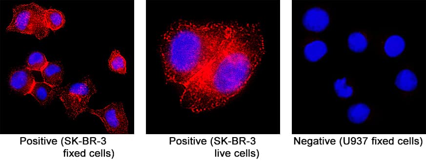 ErbB2/Her2 was detected in both live and fixed SK‑BR‑3 human breast cancer cell line and but not detected in fixed U937 human histiocytic lymphoma cell line. SK-BR-3 live cells were incubated for 1 hour at 4°C with Anti-Human ErbB2/Her2 Biotinylated Monoclonal Antibody (FAB9589B) diluted at 5 µg/mL with HBSS. SK-BR-3 and U937 fixed cells were incubated for 2 hours at room temperature with Anti-Human ErbB2/Her2 Biotinylated Monoclonal Antibody (FAB9589B) diluted with antibody diluent. Cells were stained using the NorthernLights&trade; 557-conjugated Streptavidin (red; NL999) and counterstained with DAPI (blue). Specific staining was localized to plasma membrane. View our protocol for Fluorescent ICC Staining of Cells on Coverslips.