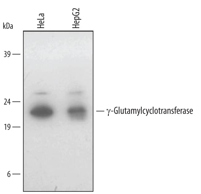 Western blot shows lysates of HeLa human cervical epithelial carcinoma cell line and HepG2 human hepatocellular carcinoma cell line. PVDF membrane was probed with 1 µg/mL of Sheep Anti-Human gamma-Glutamylcyclotransferase/CRF21 Antigen Affinity-purified Polyclonal Antibody (Catalog # AF5086) followed by HRP-conjugated Anti-Sheep IgG Secondary Antibody (Catalog # HAF016). A specific band was detected for gamma-Glutamylcyclotransferase/CRF21 at approximately 21 kDa (as indicated). This experiment was conducted under reducing conditions and using Immunoblot Buffer Group 2.