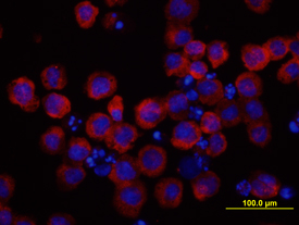 gp130 was detected in immersion fixed M1 mouse myeloid leukemia cell line using Rat Anti-Mouse gp130 Monoclonal Antibody (Catalog # MAB4681) at 10 µg/mL for 3 hours at room temperature. Cells were stained using the NorthernLights™ 557-conjugated Anti-Rat IgG Secondary Antibody (red; Catalog # NL013)and counter-stained with DAPI (blue). View our protocol for Fluorescent ICC Staining of Non-adherent Cells.