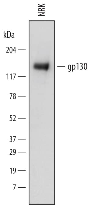 Western blot shows lysates of NRK rat normal kidney cell line. PVDF membrane was probed with 2 µg/mL of Mouse Anti-Rat gp130 Monoclonal Antibody (Catalog # MAB5029) followed by HRP-conjugated Anti-Mouse IgG Secondary Antibody (Catalog # HAF018). A specific band was detected for gp130 at approximately 130 kDa (as indicated). This experiment was conducted under reducing conditions and using Immunoblot Buffer Group 1.