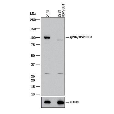 <b>Genetic Strategies Validation. </b>Western blot shows lysates of HEK293T human embryonic kidney parental cell line and gp96/HSP90B1 knockout HEK293T cell line (KO). PVDF membrane was probed with 0.5 µg/mL of Sheep Anti-Human/Mouse/Rat gp96/HSP90B1 Antigen Affinity-purified Polyclonal Antibody (Catalog # AF7606) followed by HRP-conjugated Anti-Sheep IgG Secondary Antibody (Catalog # HAF016). A specific band was detected for gp96/HSP90B1 at approximately 100 kDa (as indicated) in the parental HEK293T cell line, but is not detectable in knockout HEK293T cell line. GAPDH (Catalog # AF5718) is shown as a loading control. This experiment was conducted under reducing conditions and using Immunoblot Buffer Group 1.