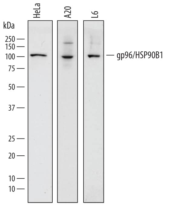 Western blot shows lysates of HeLa human cervical epithelial carcinoma cell line, A20 mouse B cell lymphoma cell line, and L6 rat myoblast cell line. PVDF membrane was probed with 0.5 µg/mL of Sheep Anti-Human/Mouse/Rat gp96/HSP90B1 Antigen Affinity-purified Polyclonal Antibody (Catalog # AF7606) followed by HRP-conjugated Anti-Sheep IgG Secondary Antibody (Catalog # HAF016). A specific band was detected for gp96/HSP90B1 at approximately 100 kDa (as indicated). This experiment was conducted under reducing conditions and using Immunoblot Buffer Group 1.