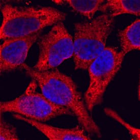 gp96/HSP90B1 was detected in immersion fixed HeLa human cervical epithelial carcinoma cell line using Mouse Anti-Human gp96/HSP90B1 Monoclonal Antibody (Catalog # MAB7606) at 10 µg/mL for 3 hours at room temperature. Cells were stained using the NorthernLights™ 557-conjugated Anti-Mouse IgG Secondary Antibody (red; Catalog # NL007) and counterstained with DAPI (blue). Specific staining was localized to cytoplasm. View our protocol for Fluorescent ICC Staining of Cells on Coverslips.