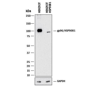 <b>Genetic Strategies Validation. </b>Western blot shows lysates of HEK293T human embryonic kidney parental cell line and gp96/HSP90B1 knockout HEK293T cell line (KO). PVDF membrane was probed with 0.2 µg/mL of Mouse Anti-Human gp96/HSP90B1 Monoclonal Antibody (Catalog # MAB7606) followed by HRP-conjugated Anti-Mouse IgG Secondary Antibody (Catalog # HAF018). A specific band was detected for gp96/HSP90B1 at approximately 100 kDa (as indicated) in the parental HEK293T cell line, but is not detectable in knockout HEK293T cell line. GAPDH (Catalog # MAB5718) is shown as a loading control. This experiment was conducted under reducing conditions and using Immunoblot Buffer Group 1.