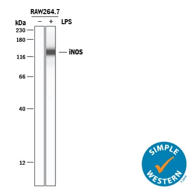 <b>Biological Strategies Validation. </b>Simple Western lane view shows lysates of RAW 264.7 mouse monocyte/macrophage cell line untreated (-) or treated (+) with LPS, loaded at 0.2 mg/mL. A specific band was detected for iNOS at approximately 136 kDa (as indicated) using 10 µg/mL of Mouse Anti-Human/Mouse/Rat iNOS Monoclonal Antibody (Catalog # MAB9502) . This experiment was conducted under reducing conditions and using the 12-230 kDa separation system.