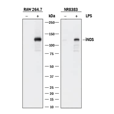 <b>Biological Strategies Validation. </b>Western blot shows lysates of RAW 264.7 mouse monocyte/macrophage cell line and NR8383 rat alveolar macrophage cell line untreated (-) or treated (+) with 10 µg/mL LPS for 4 hours. PVDF membrane was probed with 1 µg/mL of Mouse Anti-Human/Mouse/Rat iNOS Monoclonal Antibody (Catalog # MAB9502) followed by HRP-conjugated Anti-Mouse IgG Secondary Antibody (Catalog # HAF018). A specific band was detected for iNOS at approximately 125 kDa (as indicated). This experiment was conducted under reducing conditions and using Immunoblot Buffer Group 1.