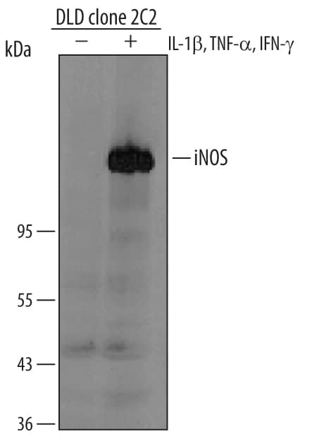 Western blot shows lysates of DLD clone 2C2 human colon adenocarcinoma cell line untreated (-) or treated (+) with Recombinant Human IL-1 beta, Recombinant Human TNF-alpha, and Recombinant Human IFN-gamma (Catalog # HAF007). A specific band was detected for iNOS at approximately 130 kDa (as indicated). This experiment was conducted under reducing conditions and using Immunoblot Buffer Group 6.