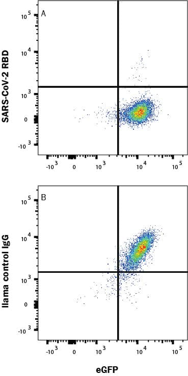 In a functional flow cytometry test, Recombinant SARS-Cov-2 Spike 1 His-tagged protein (10522-CV) binds to HEK293 human embryonic kidney cell line transfected with recombinant human ACE-2 and eGFP. (A) Binding is completely blocked by 50 µg/mL of Llama Anti-SARS-Cov-2 Spike RBD Monoclonal Antibody (Catalog # LMAB10731) but not by (B) Llama IgG1 Control. Protein binding was detected with Mouse Anti-His APC-conjugated Monoclonal Antibody (IC050A). Staining was performed using our Staining Membrane-Associated Proteins protocol.