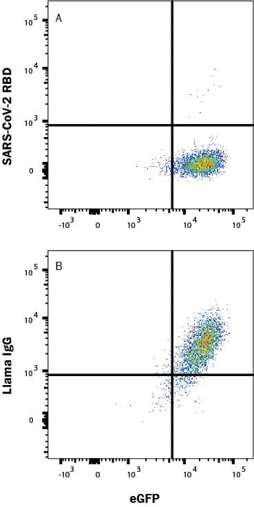 In a functional flow cytometry test, Recombinant SARS-Cov-2 Spike 1 Fc-tagged protein (10622-CV) binds to HEK293 human embryonic kidney cell line transfected with recombinant human ACE-2 and eGFP. (A) Binding is completely blocked by 50 µg/mL of SARS-Cov-2 Spike RBD Llamabody VHH His-tag Monoclonal Antibody (Catalog # LMAB10870) but not by (B) Llama IgG1 Control. Protein binding was detected with Mouse Anti-Human IgG Fc APC-conjugated Monoclonal Antibody (FAB110A). Staining was performed using our Staining Membrane-Associated Proteins protocol.